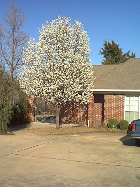 My Pear Tree